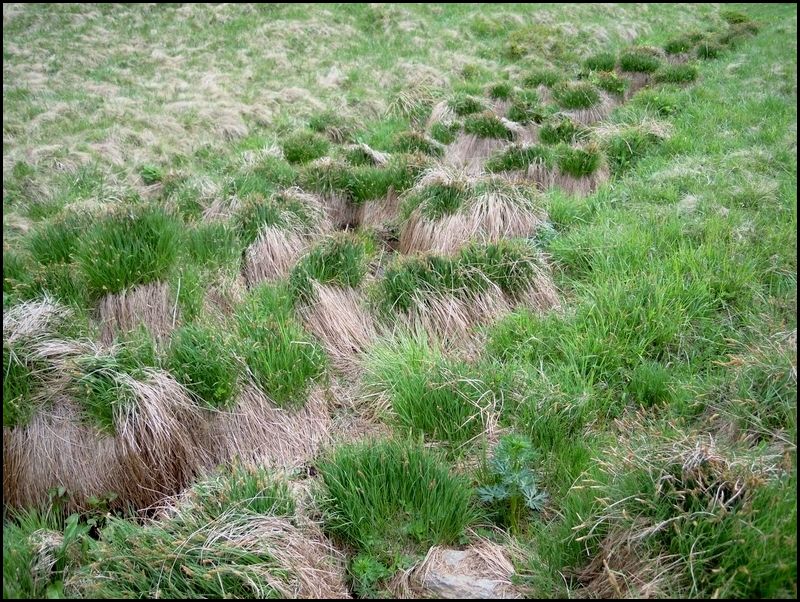 Carex nigra (Poales - Cyperaceae)